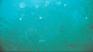 http://www.geocities.com/senordiver/cabo04.JPG