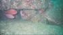 http://www.geocities.com/senordiver/cabo07.JPG