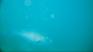 http://www.geocities.com/senordiver/cabo09.JPG