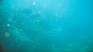 http://www.geocities.com/senordiver/cabo11.JPG