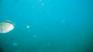 http://www.geocities.com/senordiver/cabo25.JPG
