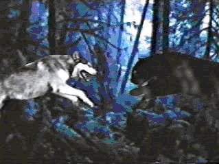 Panther and Wolf
