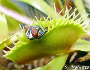 carnivorous plant society pa, pennsylvania forum