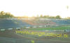 WEST STAND