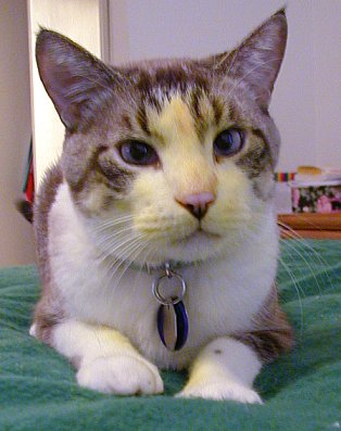 Cat Ballou