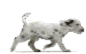 dalmatian puppy