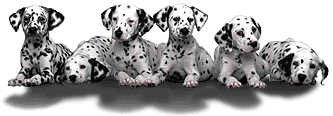 Dalmatian puppies