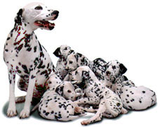 Mom dalmatian and pups