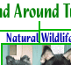 wildlife