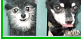 wildlife