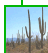 saguaro