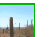 saguaros
