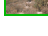 saguaros