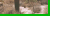 saguaros