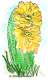 Cactus in bloom