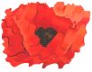 Desert Poppy
