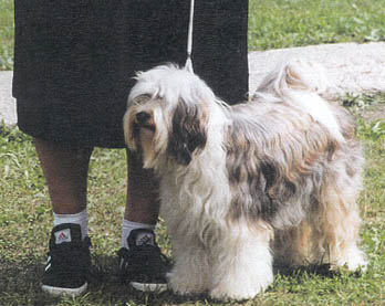 atinu2.jpg (32207 bytes)
