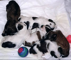 cuccioli