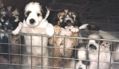 I cuccioli crescono