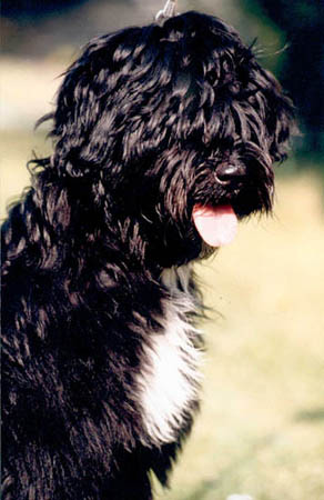 CHENZI