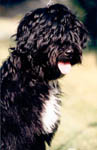 CHENZI