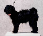 CHENZI