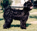 CHENZI