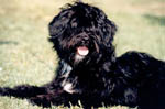 CHENZI