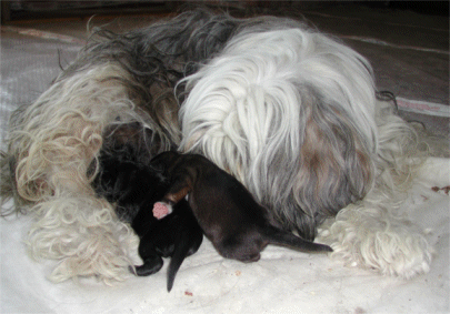 atinu e i suoi cuccioli
