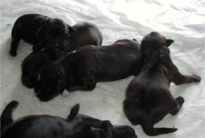 atinu e i suoi cuccioli