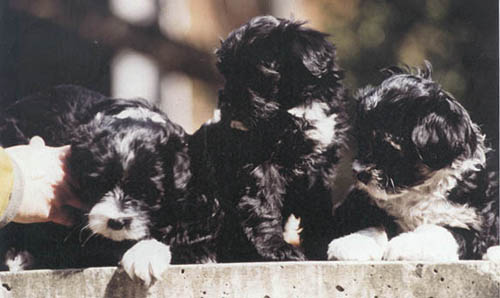 CUCCIOLI