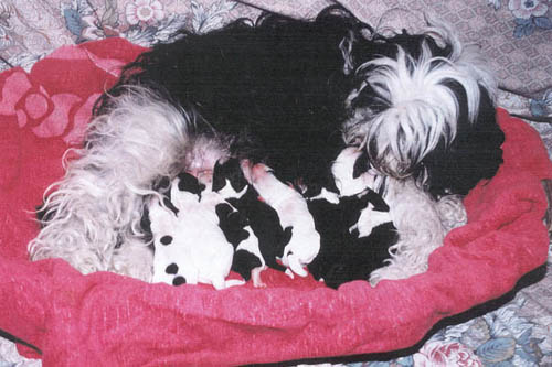 JALANA' E I CUCCIOLI
