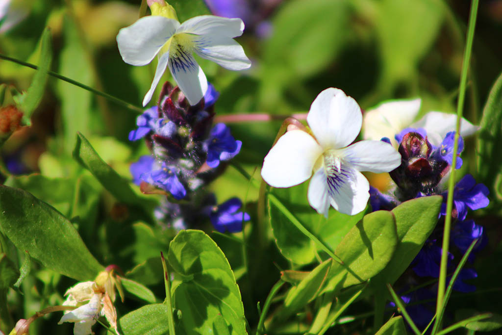 Purple and White Flowers
