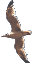 Jonathan Livingston Seagull