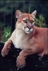 sakinpanter.gif (95937 bytes)