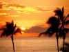 palm.jpg (53224 bytes)