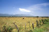 Valle de San Juan