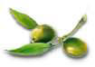 buah zaitun