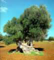 pokok zaitun