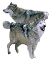 Wolves