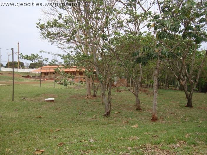 113_geocities_ws_pantanal.jpg