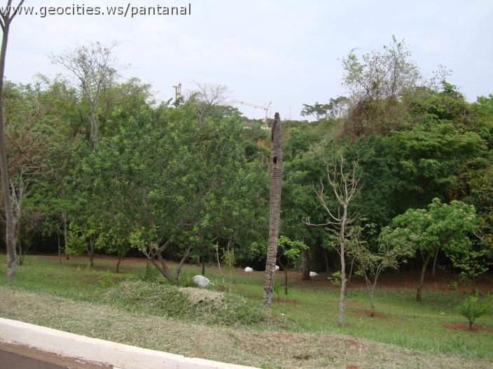 136_geocities_ws_pantanal.jpg