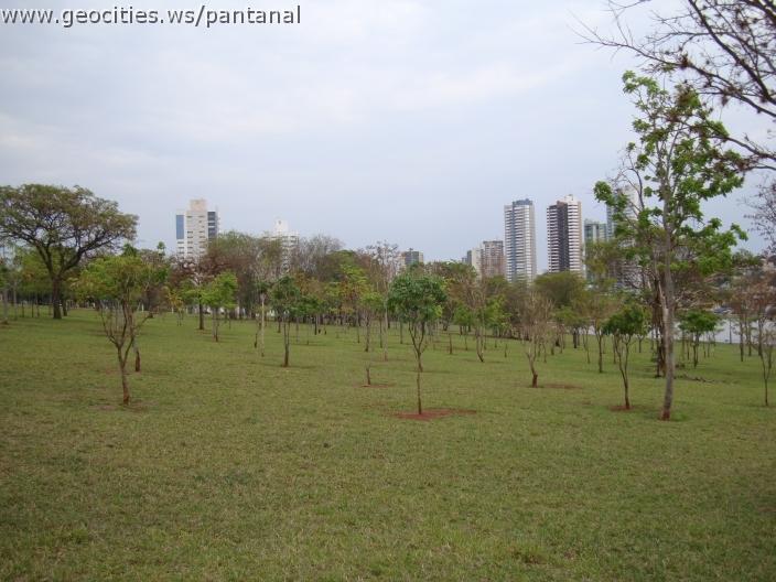 161_geocities_ws_pantanal.jpg