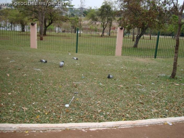 164_geocities_ws_pantanal.jpg