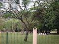 038_geocities_ws_pantanal
