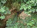 117_geocities_ws_pantanal