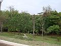 136_geocities_ws_pantanal