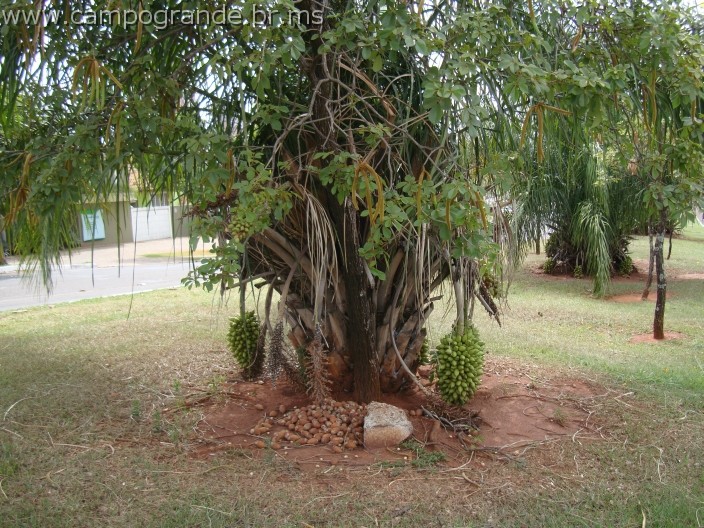 w.pantanal.br.ms.052.jpg