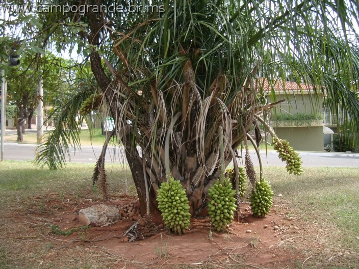 w.pantanal.br.ms.053.jpg