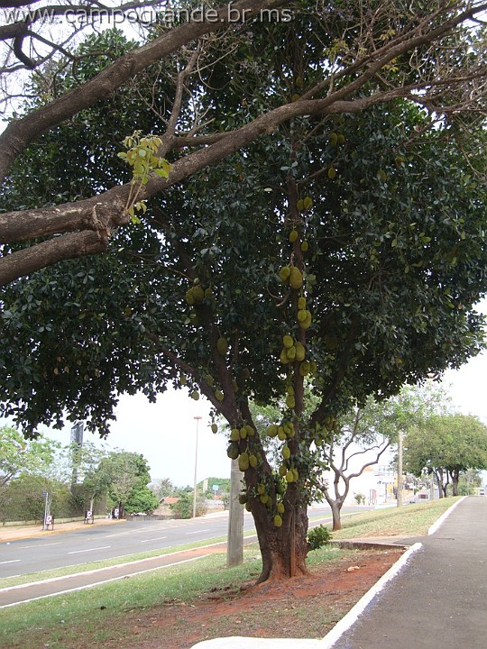 w.pantanal.br.ms.117.jpg